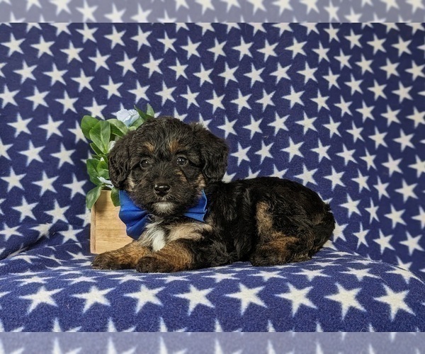Medium Photo #4 Poocan Puppy For Sale in NEW HOLLAND, PA, USA