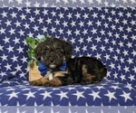 Small Photo #4 Poocan Puppy For Sale in NEW HOLLAND, PA, USA