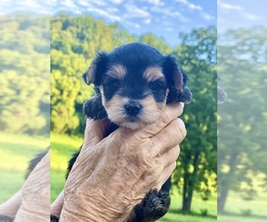 Morkie Puppy for sale in CORNERSVILLE, TN, USA