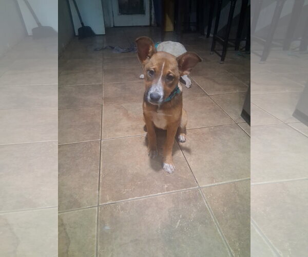 Medium Photo #2 Mutt Puppy For Sale in Pacific grove , CA, USA
