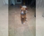 Small Photo #2 Mutt Puppy For Sale in Pacific grove , CA, USA