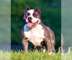 Mother of the American Bully puppies born on 11/08/2025