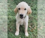 Puppy Light Green Boy Golden Retriever