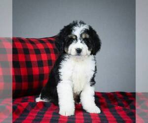 Miniature Bernedoodle Puppy for sale in DALTON, OH, USA