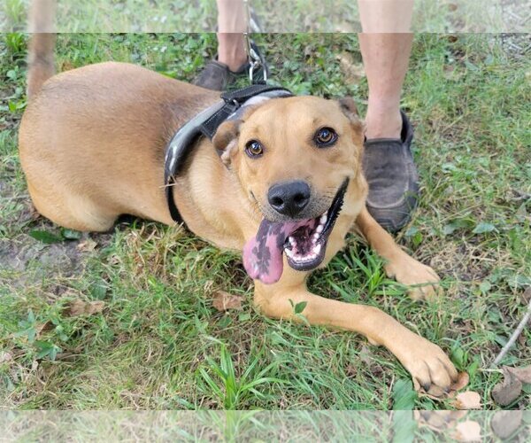 Medium Photo #2 Redbone Coonhound-Unknown Mix Puppy For Sale in Harrison, AR, USA
