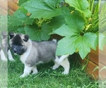 Small Photo #5 Akita Puppy For Sale in LAKEBAY, WA, USA
