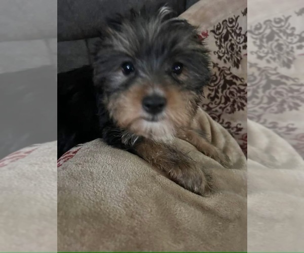 Medium Photo #1 Yorkshire Terrier Puppy For Sale in BEATTYVILLE, KY, USA