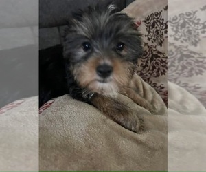 Yorkshire Terrier Puppy for sale in BEATTYVILLE, KY, USA