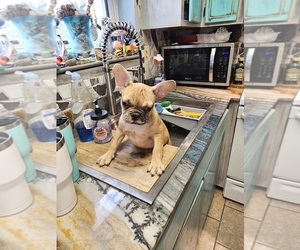 French Bulldog Puppy for Sale in PANAMA CITY BEACH, Florida USA
