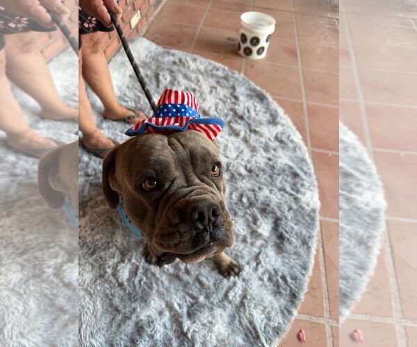 Medium Photo #4 Mutt Puppy For Sale in Goodyear, AZ, USA