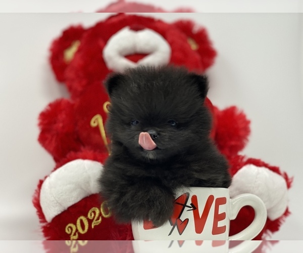 Medium Photo #3 Pomeranian Puppy For Sale in STKN, CA, USA