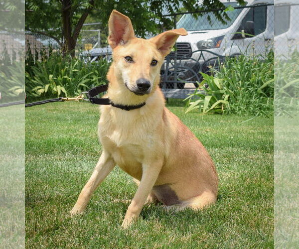 Medium Photo #2 Shiba Inu-Unknown Mix Puppy For Sale in Huntley, IL, USA