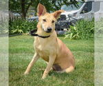 Small #1 Shiba Inu Mix