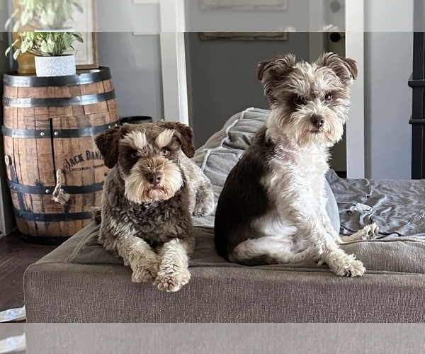 Medium Photo #5 Schnauzer (Miniature) Puppy For Sale in FLAT ROCK, AL, USA