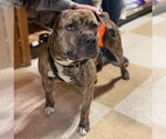 Small #4 American Staffordshire Terrier