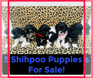ShihPoo Puppy for sale in BRENHAM, TX, USA