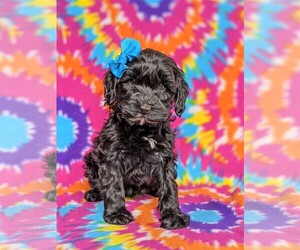 Cock-A-Poo Puppy for sale in KIRKWOOD, PA, USA