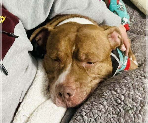 Medium Photo #11 Staffordshire Bull Terrier-Unknown Mix Puppy For Sale in Princeton, MN, USA