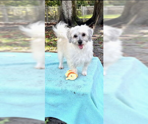 Medium Photo #11 Mal-Shi Puppy For Sale in Weston, FL, USA