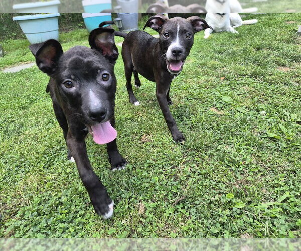Medium Photo #3 Labrador Retriever-Unknown Mix Puppy For Sale in Springdale, PA, USA