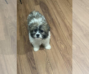 Miniature Spitz-Shih Tzu Mix Puppy for sale in MOUNT CLEMENS, MI, USA