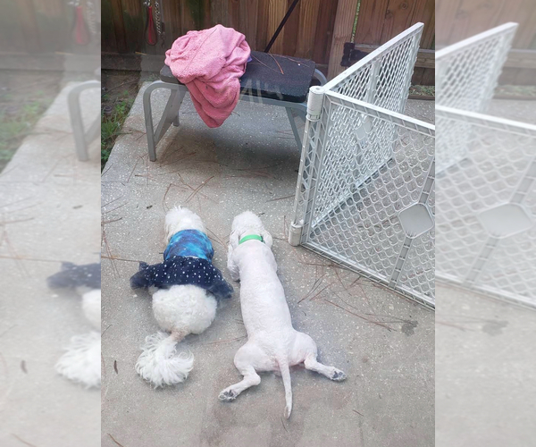 Medium Photo #1 Bichon Frise Puppy For Sale in TAMPA, FL, USA