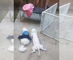 Small Photo #1 Bichon Frise Puppy For Sale in TAMPA, FL, USA