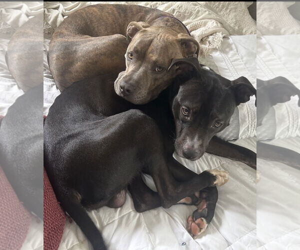 Medium Photo #16 American Pit Bull Terrier Puppy For Sale in Alexandria, VA, USA