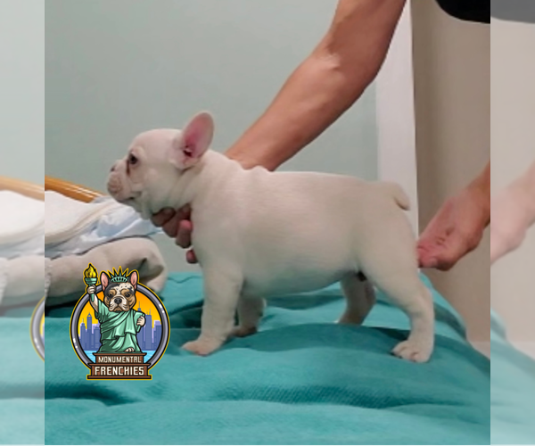 Medium Photo #2 French Bulldog Puppy For Sale in BALTIMORE, MD, USA