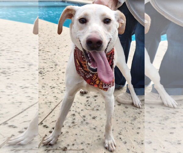 Medium Photo #1 Labrador Retriever-Unknown Mix Puppy For Sale in Murrells Inlet, SC, USA