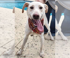 Labrador Retriever-Unknown Mix Dogs for adoption in Murrells Inlet, SC, USA