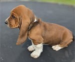Small Photo #58 Basset Hound Puppy For Sale in GREENLEAF, WI, USA