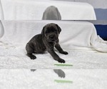 Puppy Puppy 4 Cane Corso