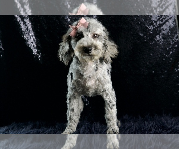 Medium Photo #7 Poodle (Miniature) Puppy For Sale in WARSAW, IN, USA