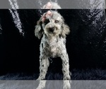 Small #6 Poodle (Miniature)