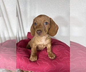 Dachshund Puppy for sale in GREENFIELD, IN, USA