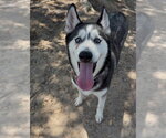 Small Photo #2 Siberian Husky Puppy For Sale in Conroe, TX, USA