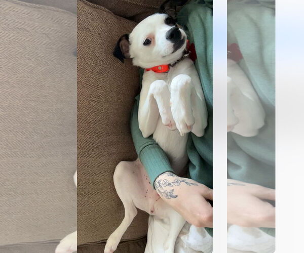 Medium Photo #13 Rat-Cha Puppy For Sale in Grafton, WI, USA