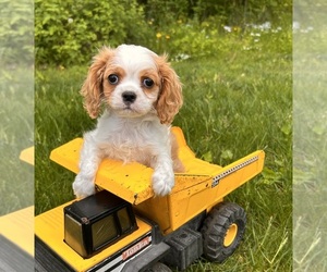 Cavalier King Charles Spaniel Puppy for sale in MIDDLEBURY, IN, USA