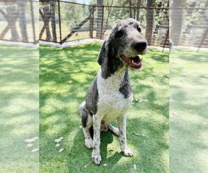Shadow - Male Poodle (Standard) Dog for Adoption - Photo #3