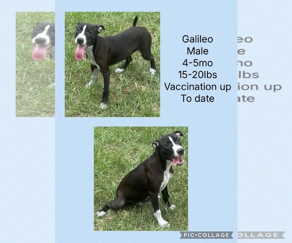 Medium Photo #1 Dalmatian-Whippet Mix Puppy For Sale in Virginia Beach, VA, USA