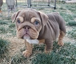 Small Photo #1 English Bulldog Puppy For Sale in PASCO, WA, USA