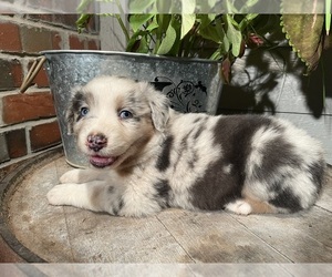 Australian Shepherd Puppy for sale in STILLWATER, OK, USA