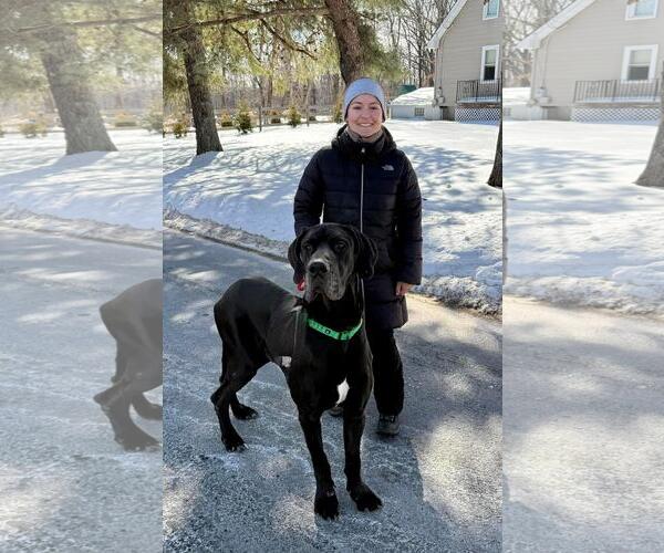 Medium Photo #3 Great Dane Puppy For Sale in Cranford, NJ, USA