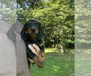 Dachshund Puppy for sale in STELLA, MO, USA