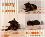 Image preview for Ad Listing. Nickname: Rusty