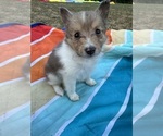 Puppy Sable Merle Shetland Sheepdog