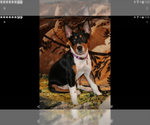 Small Photo #1 Rat Terrier Puppy For Sale in FAIRPORT, NY, USA