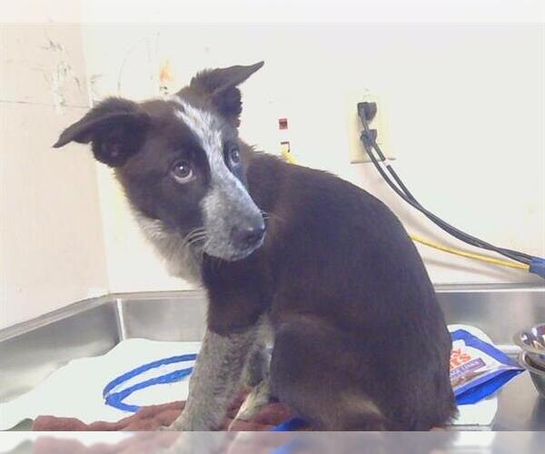 Medium Photo #1 Mutt Puppy For Sale in Sacramento, CA, USA