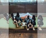 Spike and Jet - Male Faux Frenchbo Bulldog Dog for Adoption - Small photo